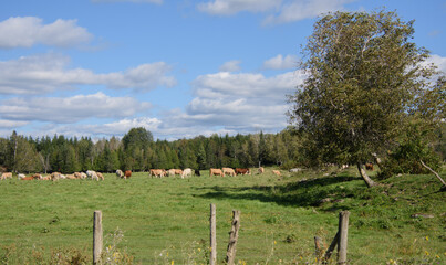 Pretty cows in a Quebec farm in the Canadian coutryside