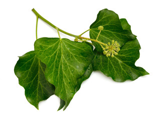 Hedera helix, English ivy, European ivy, or just ivy. Isolated on white background