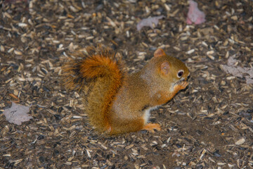 Little squirrel on on the ground in the Canadian forest in Quebec