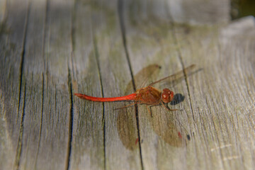 Beautiful brown dragonfly on a plant near a Canadian marsh in Quebec