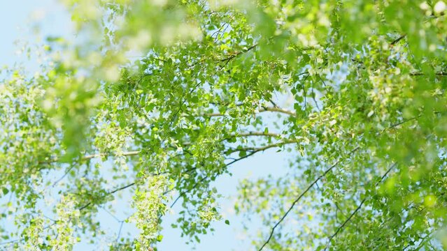 Birch branch with catkins on sky background. Branch of birch with green leaves and aglet against the blue sky. Slow motion.