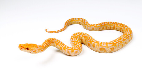 Indian python // Tigerpython (Python molurus) - Albino