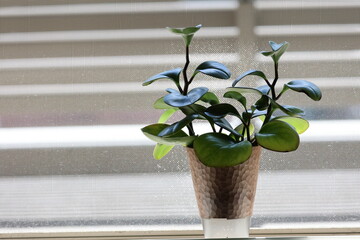 窓際で光合成するペペロミア