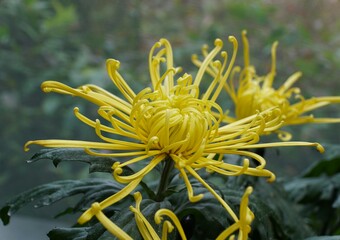 Close up of the yellow color of spider mum 'Golden Splendor'