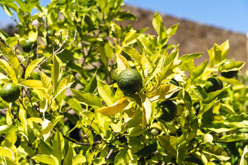 Ripe limes on a tree among ancient buildings