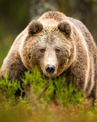 Fototapeta premium Big male brown bear closeup in the forest in autumn