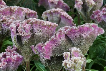 The light color of Celosia Argentea 'Bombay Purple', also mostly known as Cockscomb