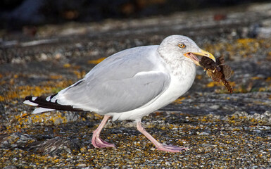möwe mit knurrhahn