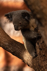 Koala d'Australie sur son arbre pendant qu'il grimpe