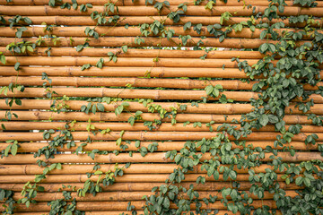 Yellow horizontal of bamboo fence with green ivy. Bamboo wall texture background for interior or exterior design.