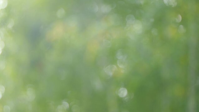 Blur green tree leaves with bokeh background. Green natural background of out of focus forest or bokeh. Blur.