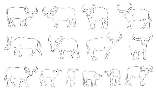  Hand drawn vector buffalo sketch illustration set. Isolated on white background.vector isolated buffalo with black color design illustration
