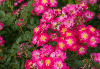 Miniature Rosa Kordes Lupo. Abundant flowering of an adult bush