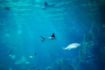 Obraz na płótnie Canvas Stingray with fishes swim in blue water
