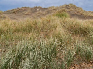 Marram grass growing windy west coast sandunes.