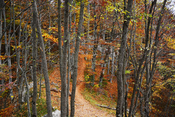 Fototapeta premium autumn in the forest
