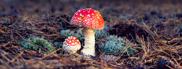 Bright red fly agaric with white pimples in a forest clearing.