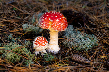 Bright red fly agaric with white pimples in a forest clearing.