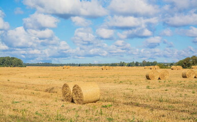 Rolls of hay lie on an autumn field © allegro60