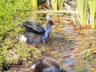 Pukeko in swamp searching for food.