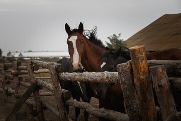 Horse looking over fence in a paddock, horse at a farm. Old retired horse.