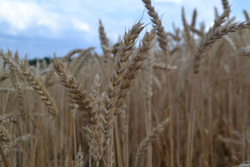 Yellow ears of wheat on the background of the blue sky