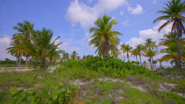 8k Motion Video Tropical Scene Miami Tour