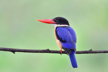 magnificent blue bird with large red beaks calmly perching on wooden stick having rain drops on its head and wings, black-capped kingfisher on migratory