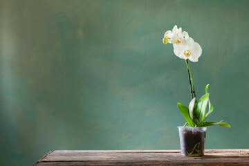 orchid flowers in pot on old wooden table