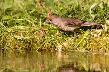 Eurasian blackcap (Sylvia atricapilla) sitting at a pond in spring.