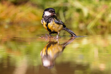 Great Tit (Parus major) sitting at a pond in spring.