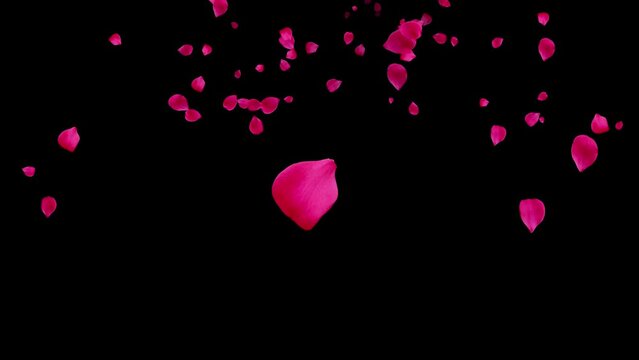 Falling rose petals. Natural pink red rose flowers. Wedding. Black background. Isolated petals. Loop. 59,94 fps