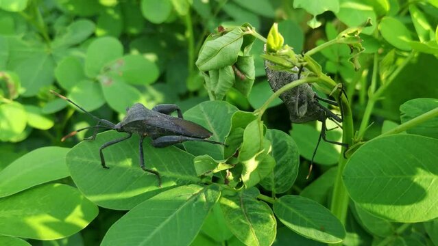 A macro view of Acanthocephala terminalis o leaf footed bug