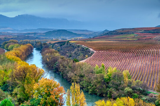 Vineyards in La Rioja, Spain..