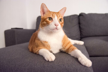 Ginger cat sitting onsofa in cozy living room. 