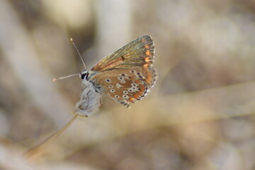 Mariposa morena (aricia cramera) con fondo difuminado (macro)