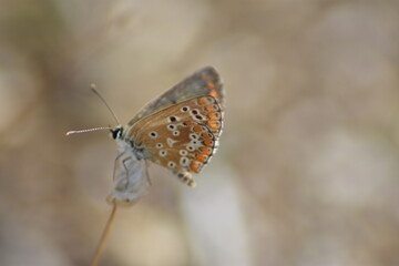Mariposa morena (aricia cramera) con fondo difuminado (macro)