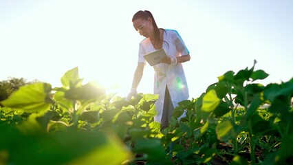 Young biologist woman checks biological farm with green young plants on outdoor field and prints text on digital tablet. Quality control of grow and manufact products in meadow. Agriculture analysis.