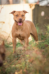 Portrait of a beautiful purebred american pit bull terrier outdoors.