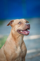 Portrait of a beautiful purebred american pit bull terrier outdoors.