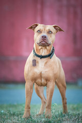 Portrait of a beautiful purebred american pit bull terrier outdoors.