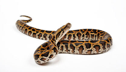 Naklejka premium Indian python // Tigerpython (Python molurus) 
