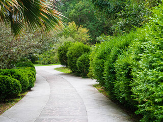 alley in the dendrological park. Evergreen boxwoods, feijoas and palms