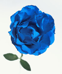 blue rose on white background