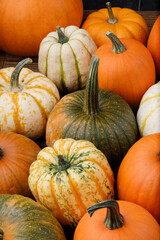 Many various pumpkins background
