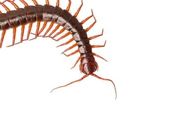 An orange centipede is on a white background.