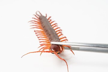 An orange centipede is on a white background.