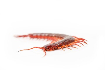 An orange centipede is on a white background.