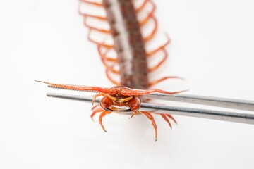 An orange centipede is on a white background.