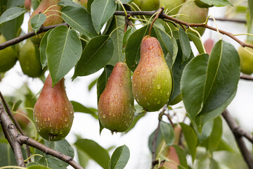 ripe pear hanging on a tree branch